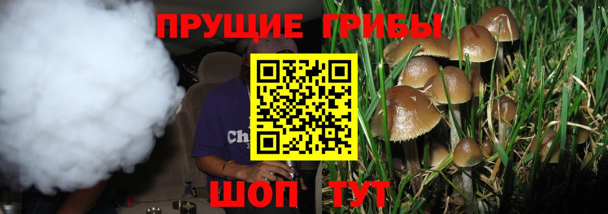 Галлюциногенные грибы прущие грибы Горно-Алтайск